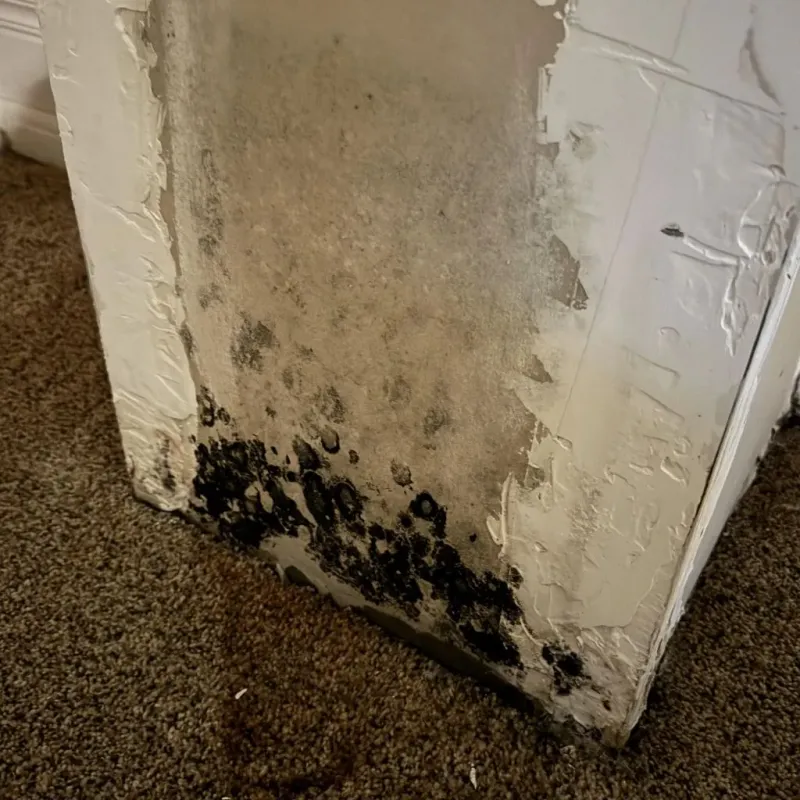 Professional Mold Removal in Oglethorpe, GA